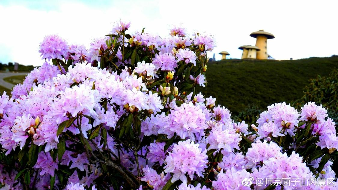 快手涨赞平台全网：短视频点赞服务市场现状观察_抖音全网低价自助下单网站
